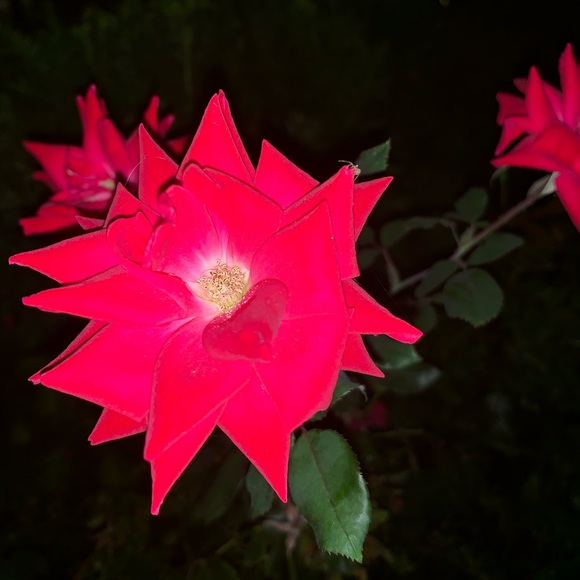 Meet your Posher, Rachyl - Picture 1 of 1